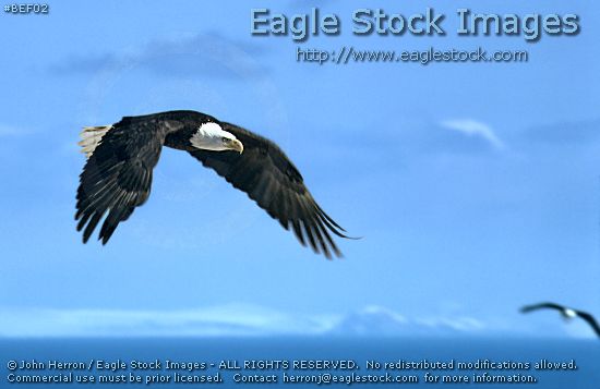 Soaring Bald Eagle Photo - bald eagle in-flight with beautiful mountain and sky background